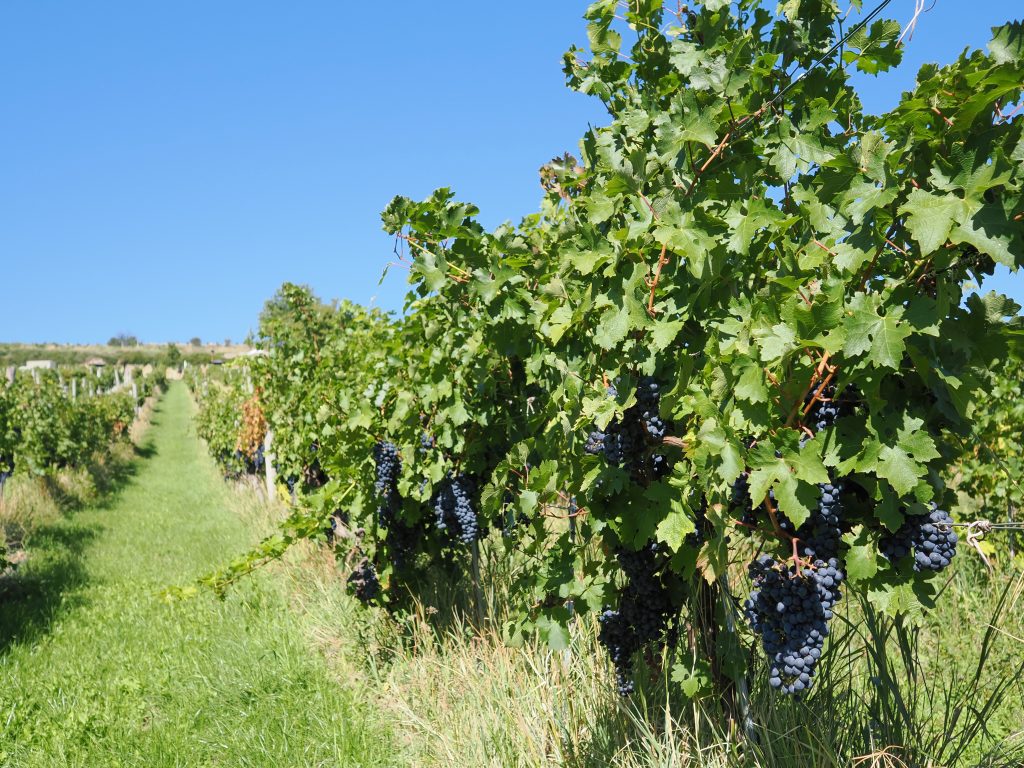 ウィーン郊外の葡萄畑