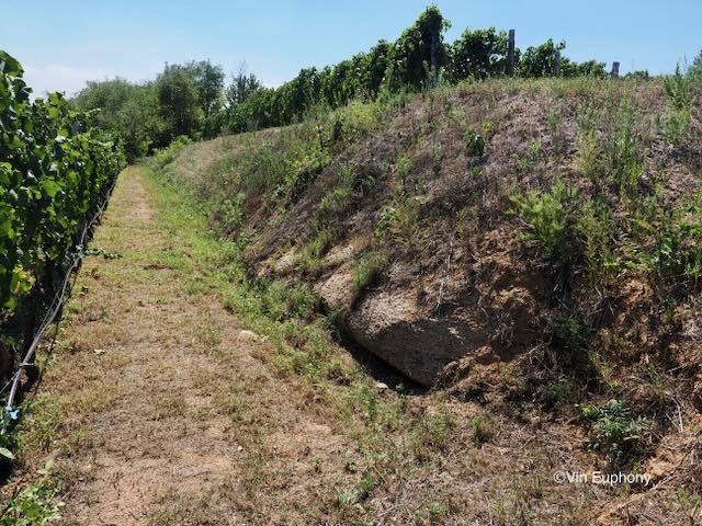 仙島ワイナリーの花崗岩を母体とするの砂礫質土壌
